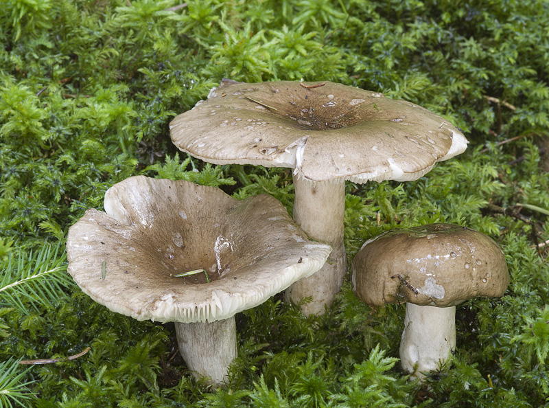 Russula consobrina